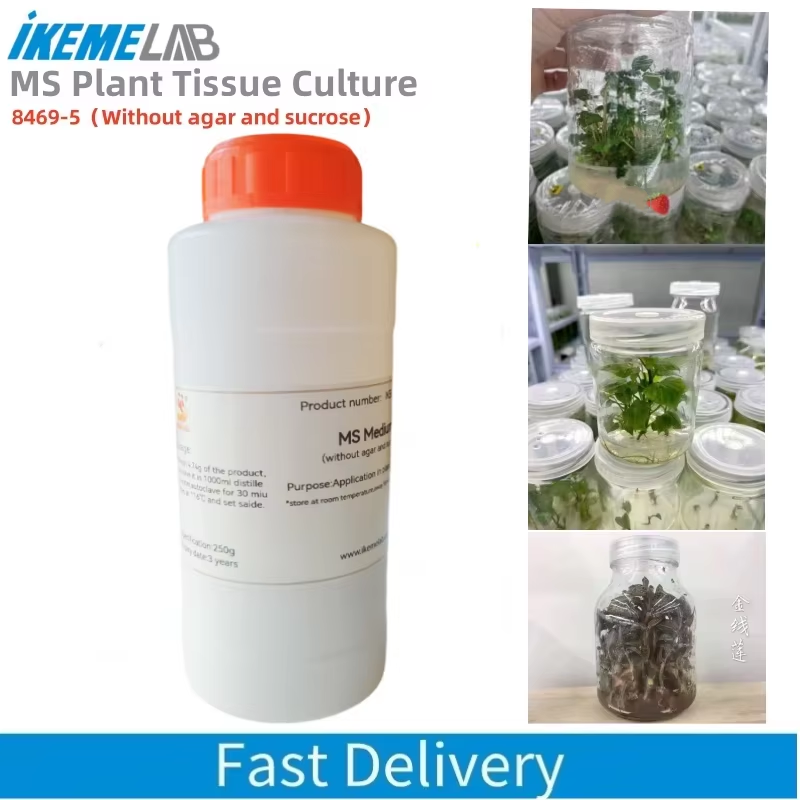 Agar Tissue Culture - IKEME 한천 및 설탕이 없는 실험실