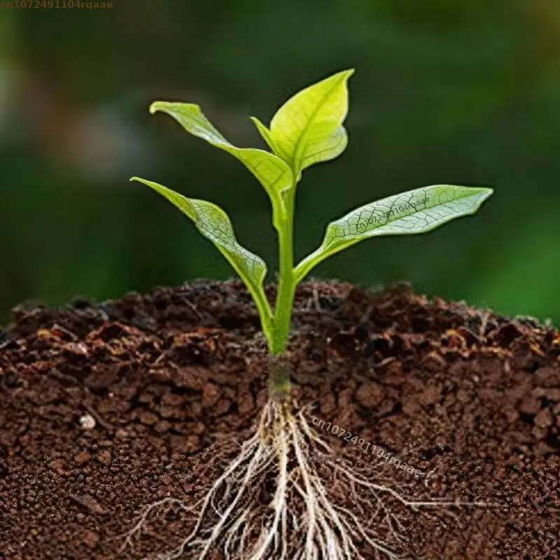 식물 뿌리화제 인돌부티르산 98% |   꽃 절단 및  - Rooting Hormone Powder 리뷰 및 가격